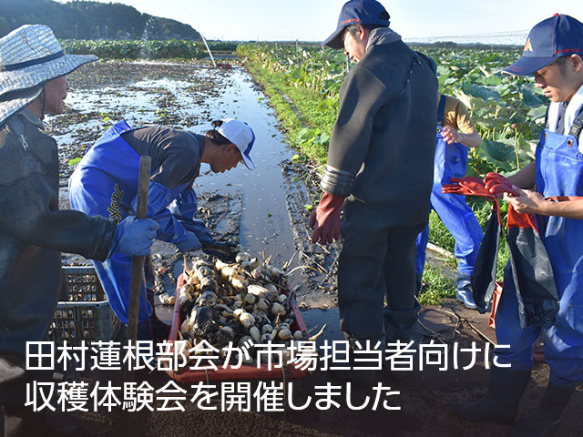 田村蓮根部会が市場担当者向けに収穫体験会を開催しました